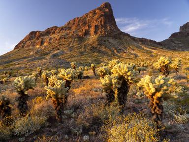 Coihueco